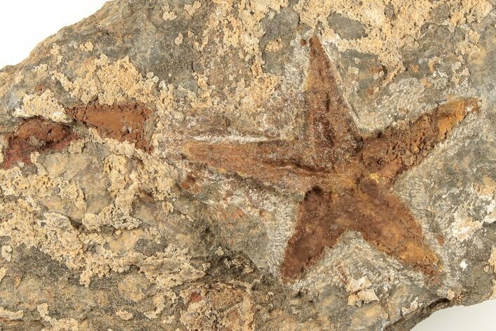 Ordovician Starfish (Petraster?) Fossil - Morocco #195865